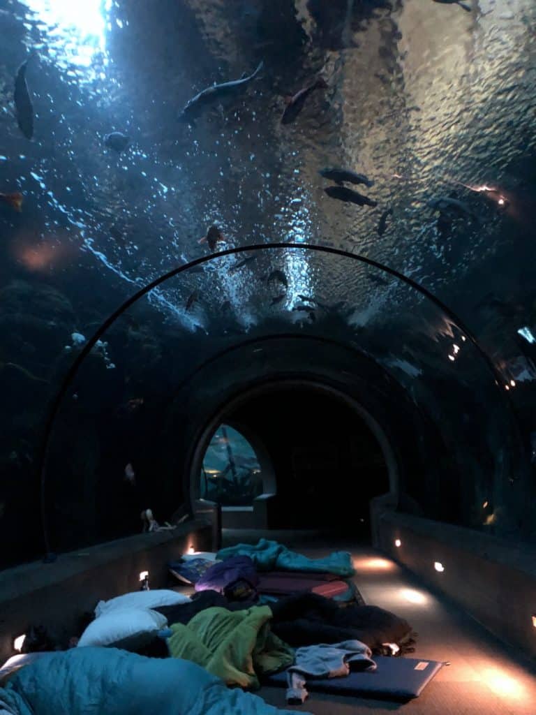 Sleeping overnight at the Oregon Coast Aquarium for families - unforgettable fun! To & Fro Fam