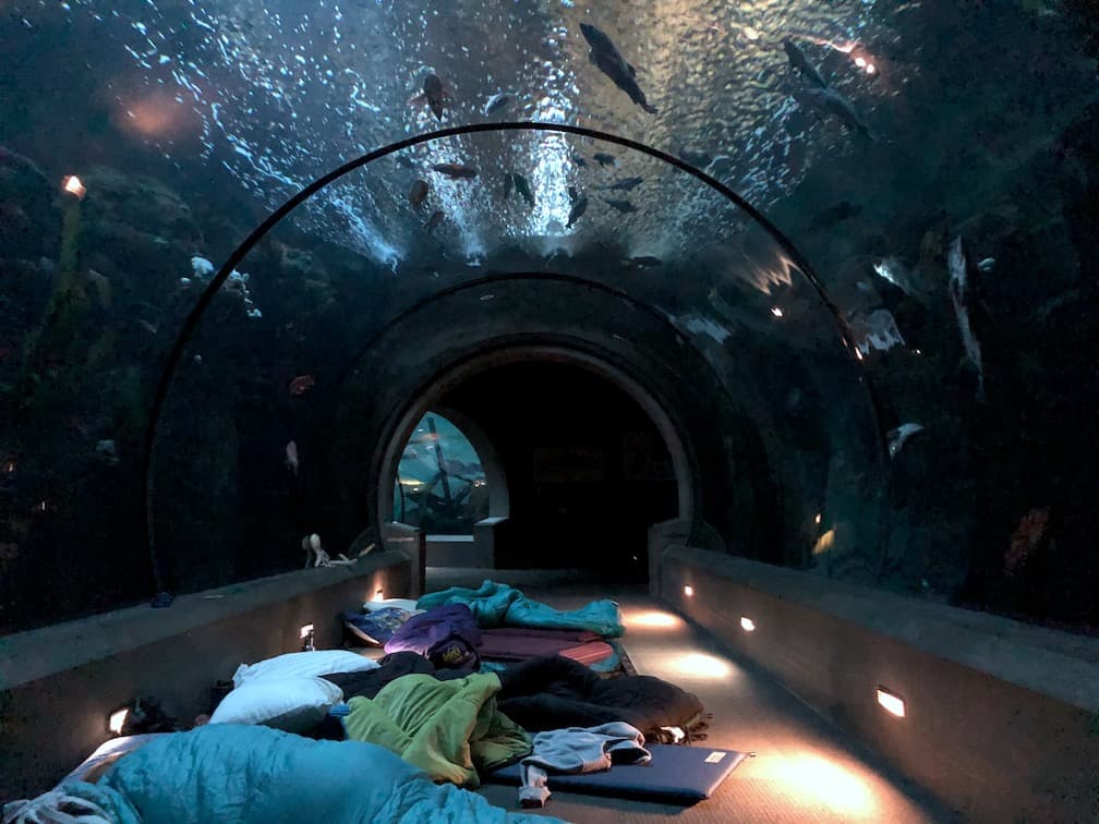 Oregon Coast Aquarium sleepover: An overnight behind the scenes in Newport, OR - perfect for kids and families! To & Fro Fam
