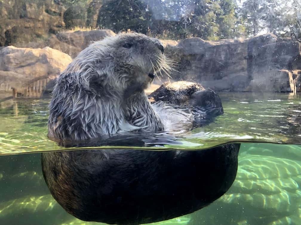 Otters: The cutest residents at the Newport Aquarium in Oregon! To & Fro Fam