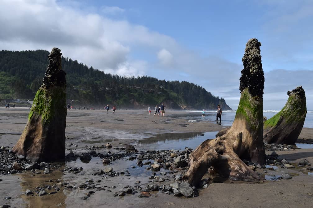 Oregon Ghost Forest: See the ancient buried trees in Neskowin on the Oregon Coast / To & Fro Fam