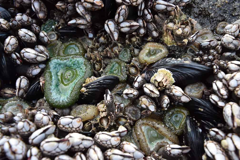 Where to see tide pools on the Oregon Coast: Neskowin, Oregon. To & Fro Fam
