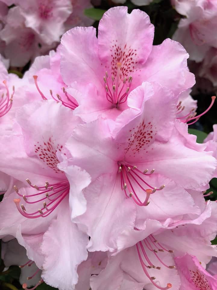 hvor kan man se rhododendroner i Portland, plus andre blomsterfestivaler i Oregon. Til Fro Fam