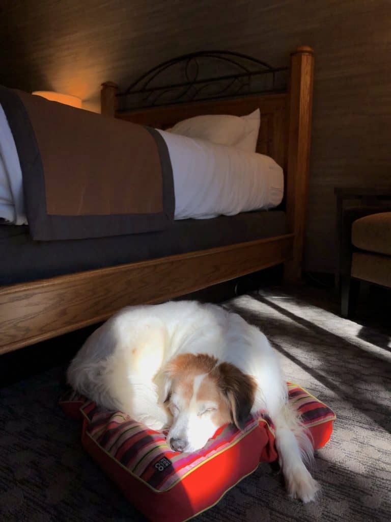 Staying in hotels with dogs - tips to avoid fees, ease anxiety and have fun // To & Fro Fam