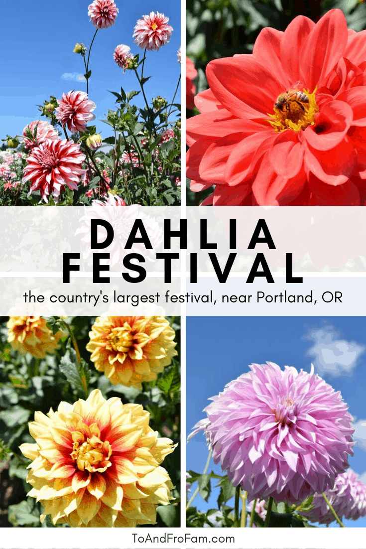 The dahlia festival near Portland, Oregon is one of the area's best places to literally stop and smell the flowers. To & Fro Fam