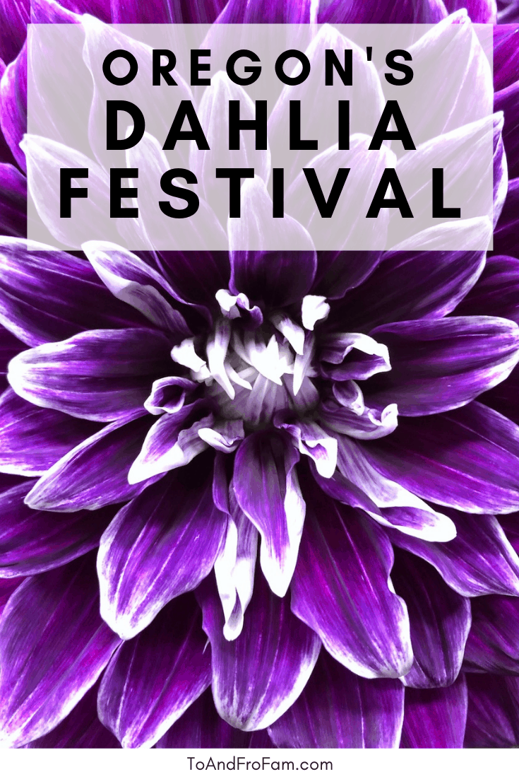 Oregon's Dahlia Festival is free and fun for families. It's near Portland, Oregon and includes live music, food, beer, wine, face painting and more.