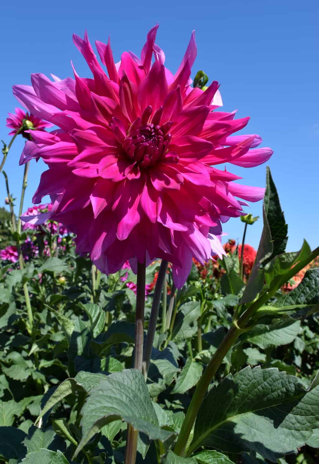 Walk in dahlia fields near Portland, OR. This Canby, Oregon dahlia farm and festival is not to miss! To & Fro Fam