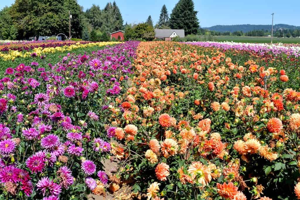 This dahlia festival in Oregon lets you into its 40 acres of flowers. One of the most instagram friendly spots near Portland! To & Fro Fam