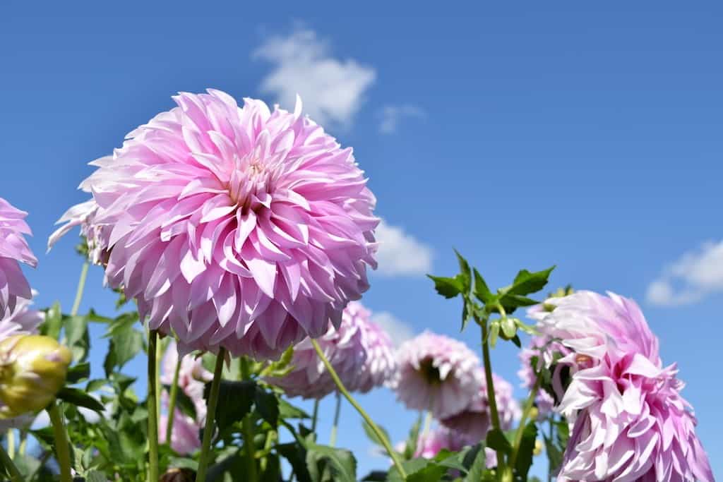 See more than 40 acres of dahlias in this annual festival near Portland, OR
