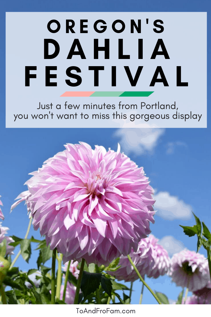 Free things to do in Portland: Go to this dahlia festival in Canby, OR! To & Fro Fam