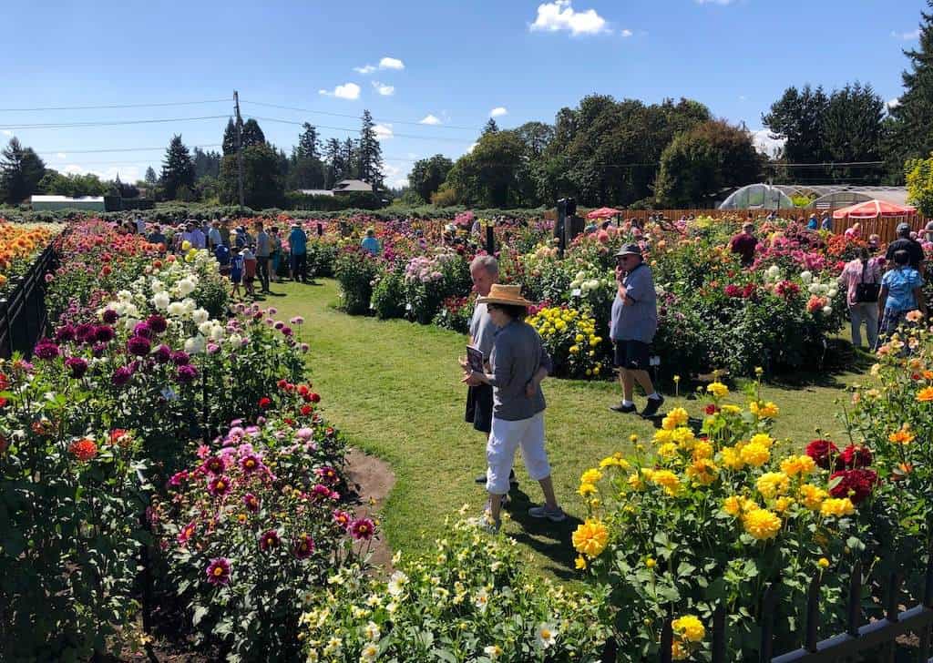 Want to grow dahlias? This dahlia farm hosts a festival, including live demos, every year near Portland Oregon. 