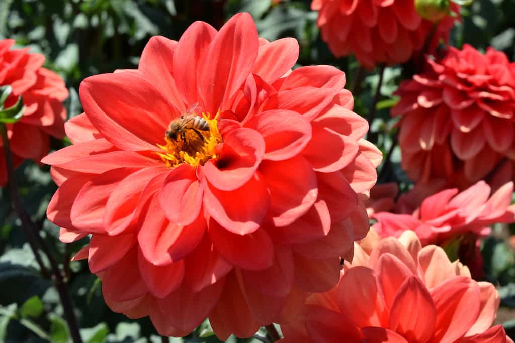Fun things to do in Portland, Oregon: Go to the Swan Island Dahlia farm in Canby. It's free to visit!
