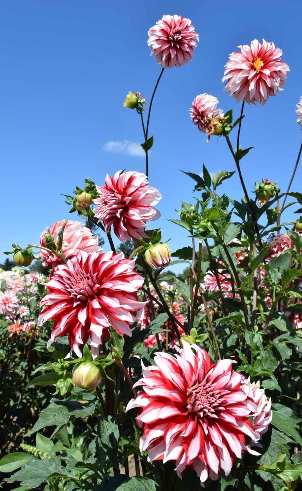 Swan Island Dhalia Farm near Portland, Oregon is the country's largest dahlia farm and hosts a FREE festival every summer. To & Fro Fam