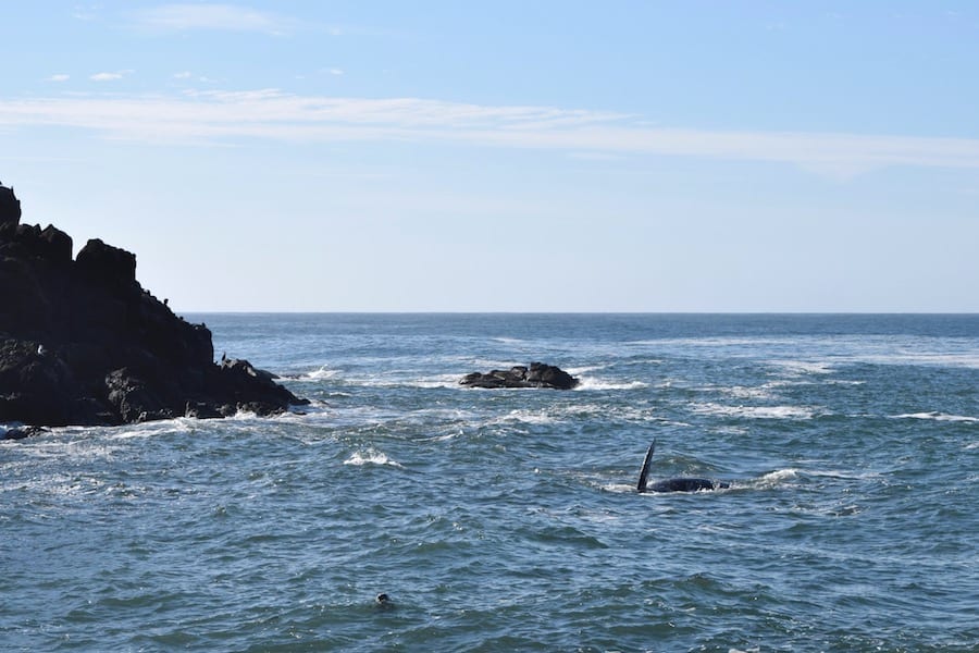 Whale watching at Yaquina Head Lighthouse near Newport, OR: This gray whale fed just off the shore of Cobble Beach for nearly an hour. Stunning whale spot on the Oregon Coast! To & Fro Fam