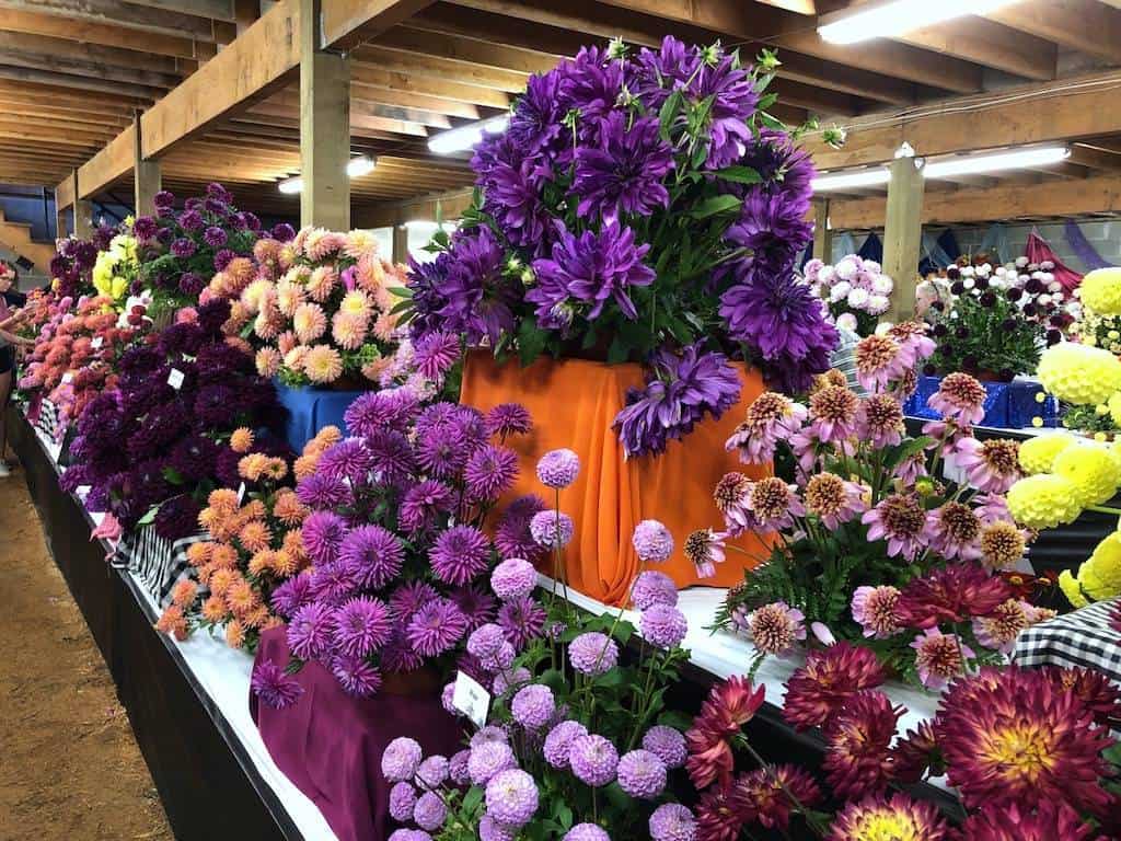 Dahlia floral arrangements: hundreds of bouquets at this dahlia festival in Oregon