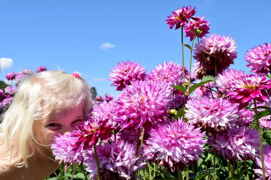 Free things to do with kids in Portland: Visit the country's largest dahlia farm! To & Fro Fam