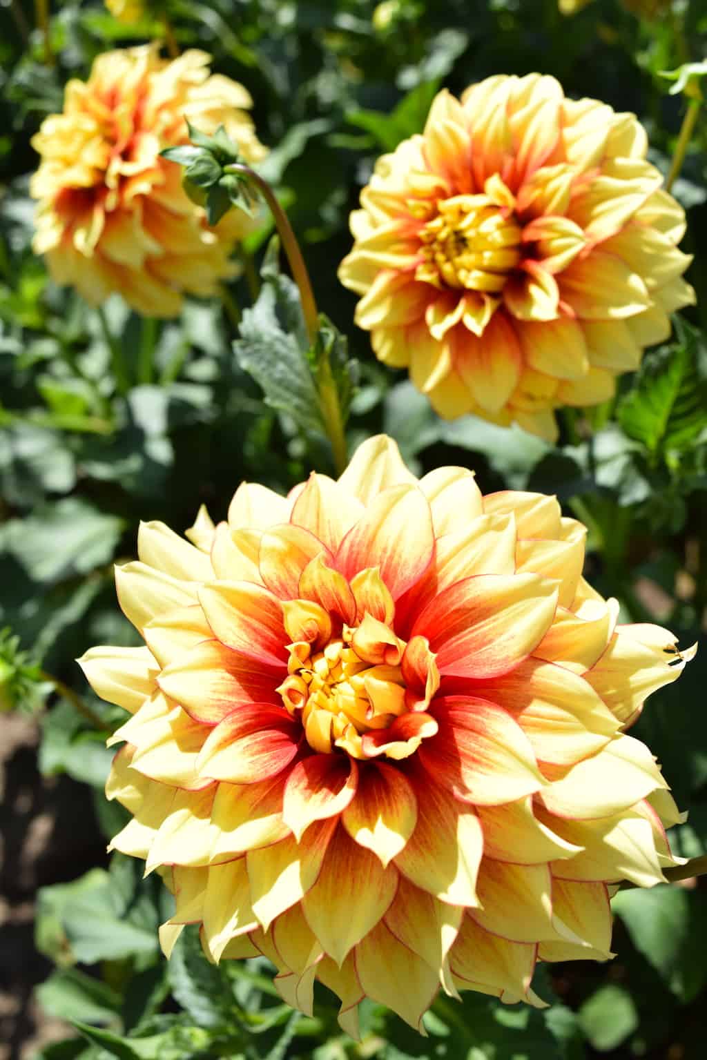 The country's largest dahlia farm is near Portland, Oregon, and open to the public for free!