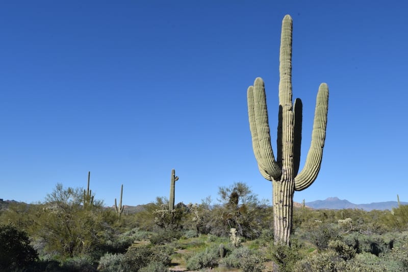These 4 hikes in the Superstition Mountains are a great thing to do near Mesa, AZ. To & Fro Fam