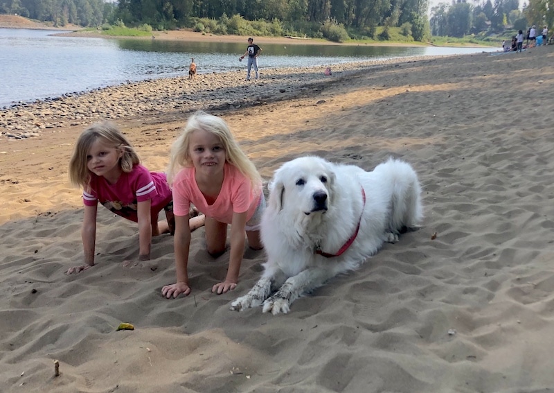 Looking for dog friendly parks near Portland, Oregon? Maddax Woods in West Linn includes a short hike to a sandy beach on the Willamette River. Dogs (and kids) love it! To & Fro Fam