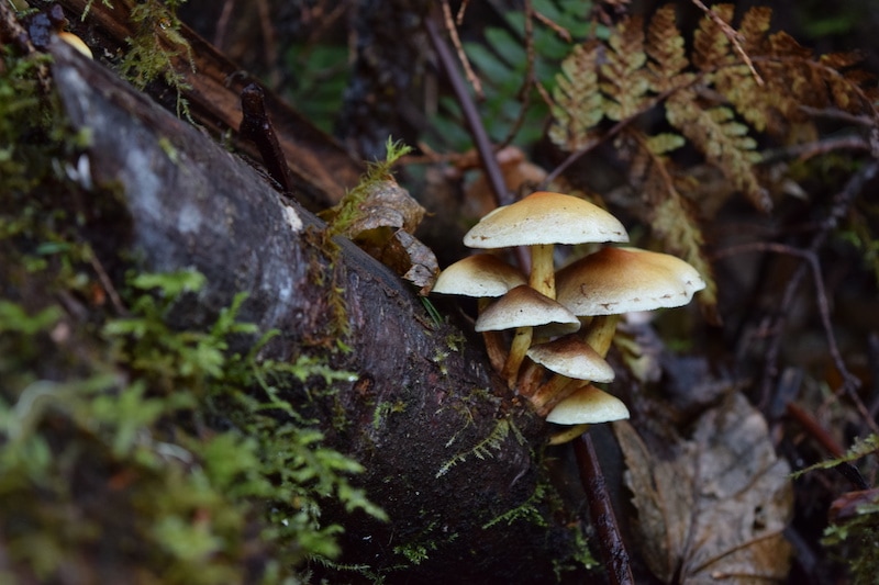 Oregon Coast mushrooms: Just one gorgeous thing you'll see on the hike to Hart's Cove near Lincoln City. To & Fro Fam