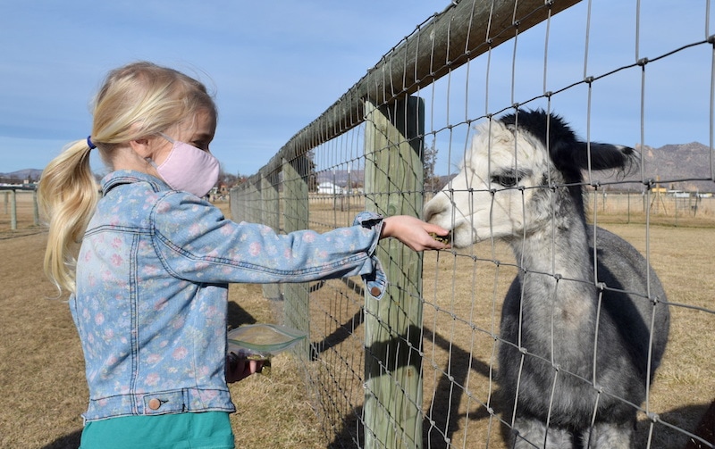 Things to do in Terrebonne, Oregon: Feed the alpacas! The High Desert is excellent ranchland. Click for more fun, kid friendly things to do in Central Oregon near Bend, OR. To & Fro Fam
