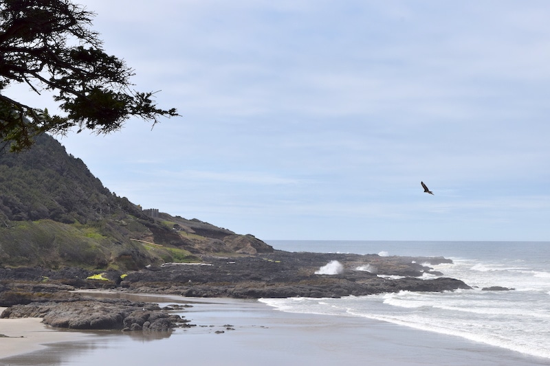 Looking for an easy hike on the Oregon Coast? The paved trail at Devil's Churn is easy enough for kids and some adults with mobility limitations (like me). Walk down to the beach—or even further to Thor's Well. Check out the Oregon Coast wildflowers. And watch the Pacific Ocean burst forth in Devil's Churn. To & Fro Fam
