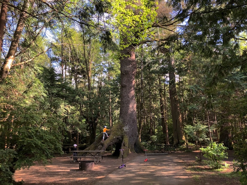 Best family camping in Oregon: Cape Lookout State Park. This beautiful campground is impeccably maintained, has sites for RVs and tents, and even has hot showers and flush toilets. The epic trees throughout are fun for kids to climb. There are even cabins and yurts to stay in for perfect glamping in Oregon! To & Fro Fam