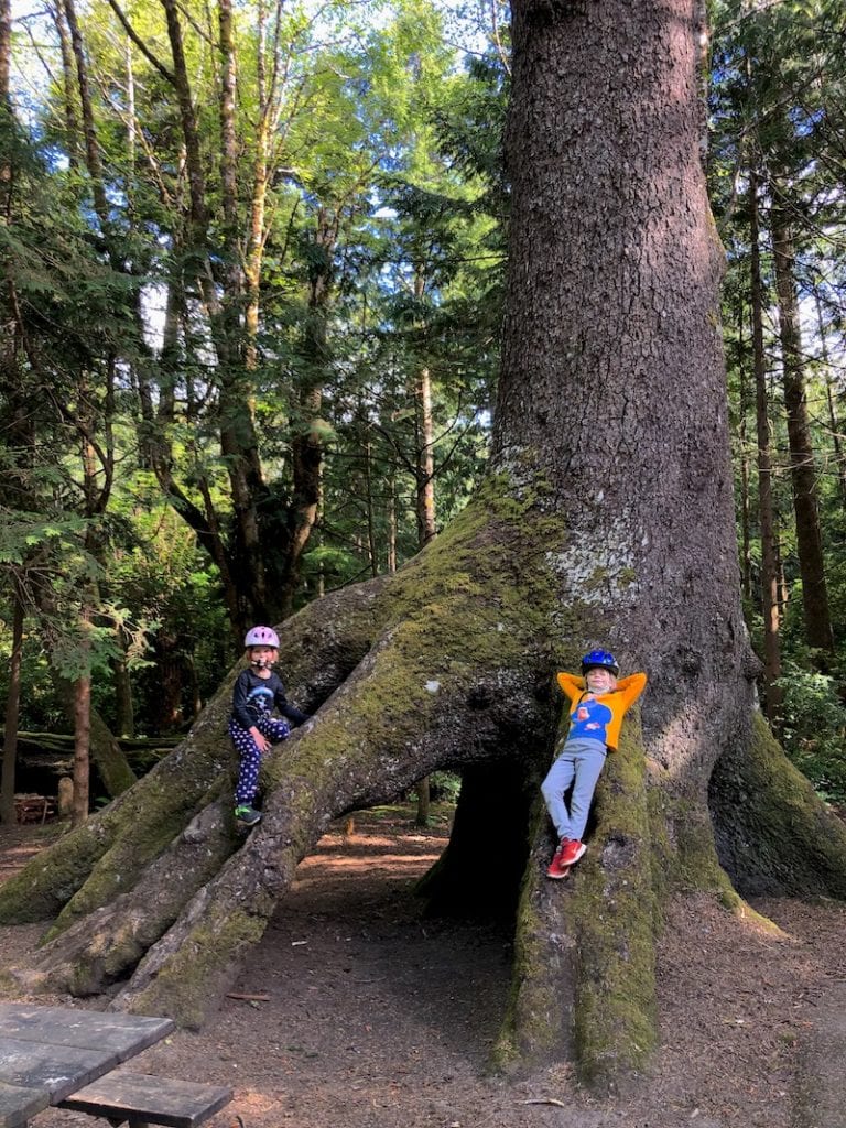 Some of the coolest trees in Oregon: These old cedars, spruces and hemlock in Cape Lookout State Park just beg to be climbed. One of the best family campgrounds in Oregon includes these unusual trees everywhere—plus a beach! To & Fro Fam