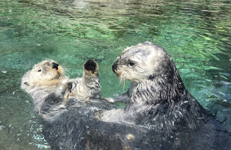 Sea otters and much more at the Oregon Coast Aquarium! Click to read all the details of things to do nearby. To & Fro Fam
