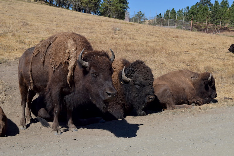 Bison in Oregon?! Yes! At Wildlife Safari, you'll see bison and many other animals (bears, giraffes, hippos, cheetahs, lions and more) up close from your car. This is a great socially distanced activity in Oregon! To & Fro Fam