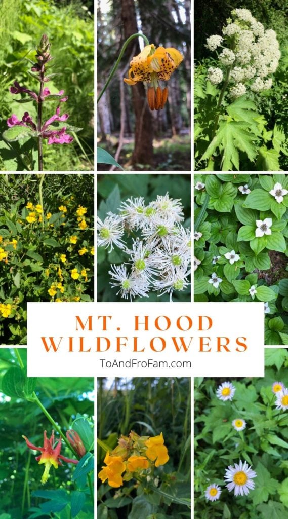 Oregon wildflowers: Beautiful flowers bloom on Mt. Hood every spring and summer. Click to see where to find all these flowers for wildflower season near Portland, OR. To & Fro Fam
