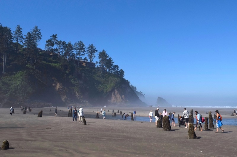 Neskowin Ghost Forest on the Oregon Coast: A unique thing to do in Oregon. To & Fro Fam