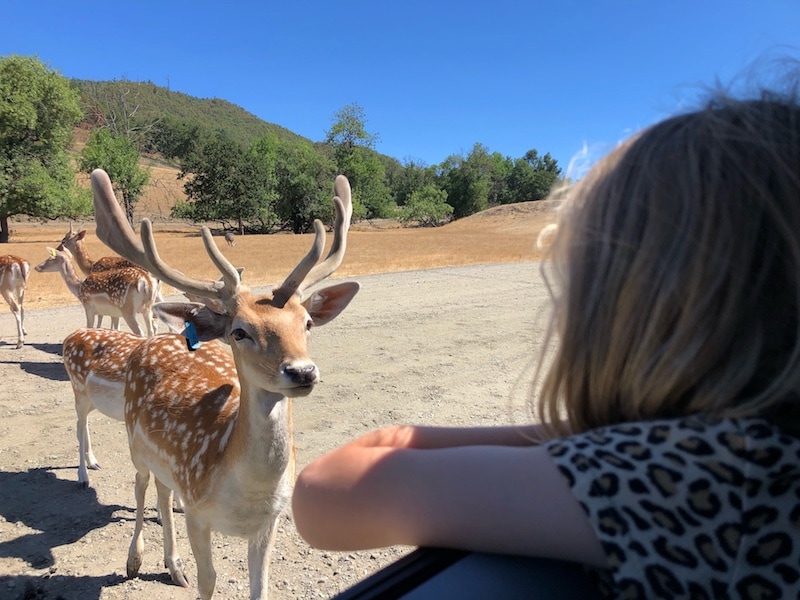 Wildlife Safari near Roseburg, Oregon and one hour south of Eugene, Oregon: One of the best and most unique things to do in Oregon with kids! To & Fro Fam