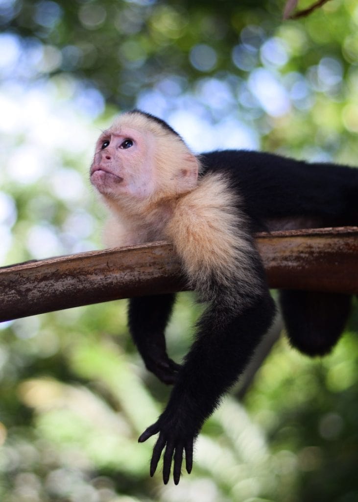 Monkey in Manuel Antonio, Costa Rica