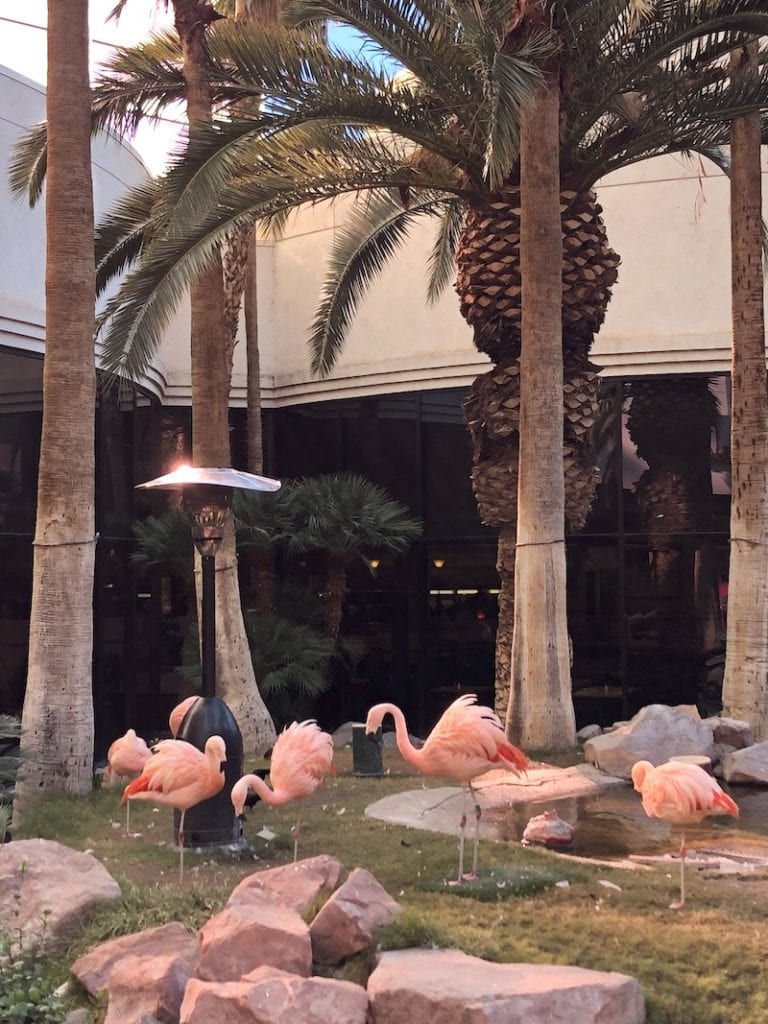 Are there flamingos in Las Vegas? YES!