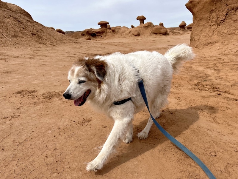 Are dogs allowed in Goblin Valley State Park?