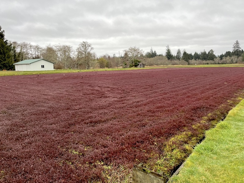 Cranberry bogs and cranberry museum in Long Beach, Washington / To & Fro Fam