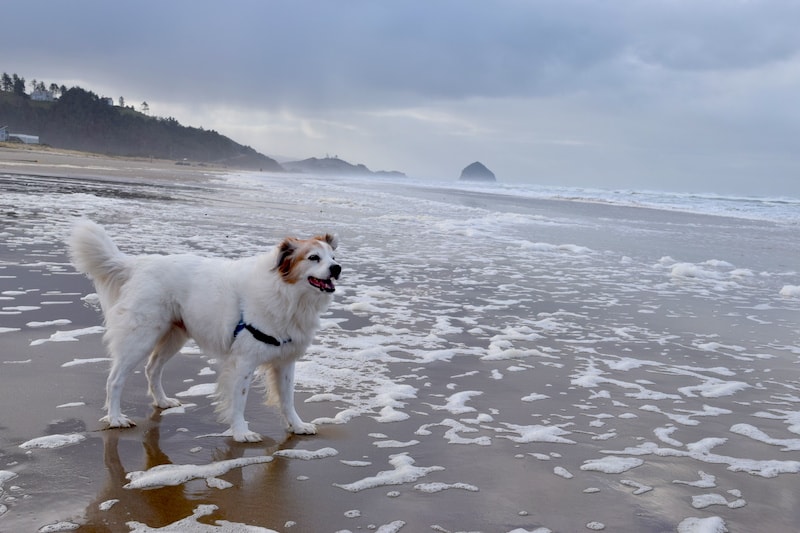 The beach in Pacific City, Oregon, with beautiful Haystack Rock in the distance. Pacific City is a dog-friendly Oregon Coast town. To & Fro Fam