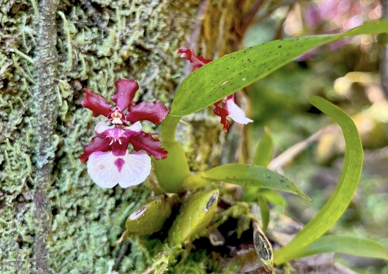 Hawaii Tropical Botanical Garden: One of the best things to do in Hilo and on the Big Island! Great for kids and families, this easy hike takes you through tropical rainforest and past incredible flowers including orchids. Just 15 minutes from Hilo, this hidden gem is a must-see spot in Hawaii! To & Fro Fam