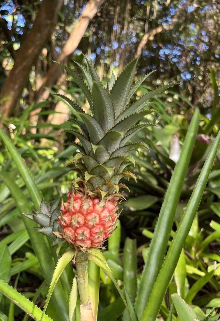 How do pineapples grow? See for yourself at this botanical garden in Hilo, Hawaii on the Big Island. To & Fro Fam